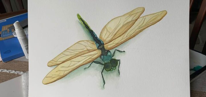 dragonfly in watercolors