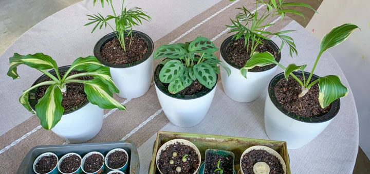 self watering containers