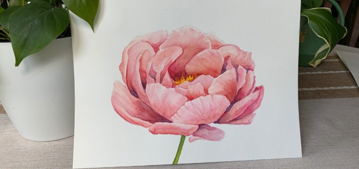 Peony Watercolor Painting